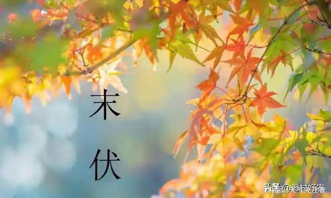 天气预报：2023年春节冷吗？出伏天气能预兆看老祖宗怎么说FB体育 FB体育平台(图2)