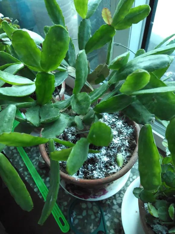 仙人指不开花？换土喂肥用大盆养多晒太阳春节前就能开FB体育 FB体育平台(图5)