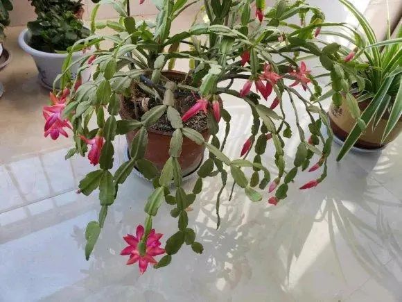 仙人指不开花？换土喂肥用大盆养多晒太阳春节前就能开FB体育 FB体育平台(图2)