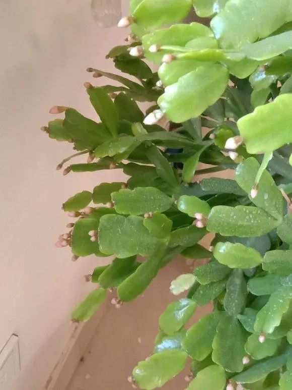 仙人指不开花？换土喂肥用大盆养多晒太阳春节前就能开FB体育 FB体育平台(图4)