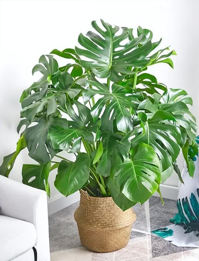 FB体育 FB体育平台推荐10种耐冻的绿植盆栽春节前养一盆为家中增添喜庆温暖(图5)