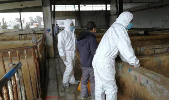 FB体育 FB体育平台100吨储备冻猪肉投入市场猪肉价格在春节期间还会涨吗？(图1)