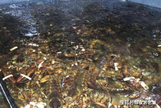 FB体育 FB体育平台老外用这种“海鲜”春节7天赚中国吃货3亿网友：怪我太傻！(图1)