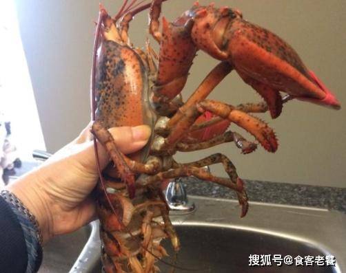 FB体育 FB体育平台老外用这种“海鲜”春节7天赚中国吃货3亿网友：怪我太傻！(图4)