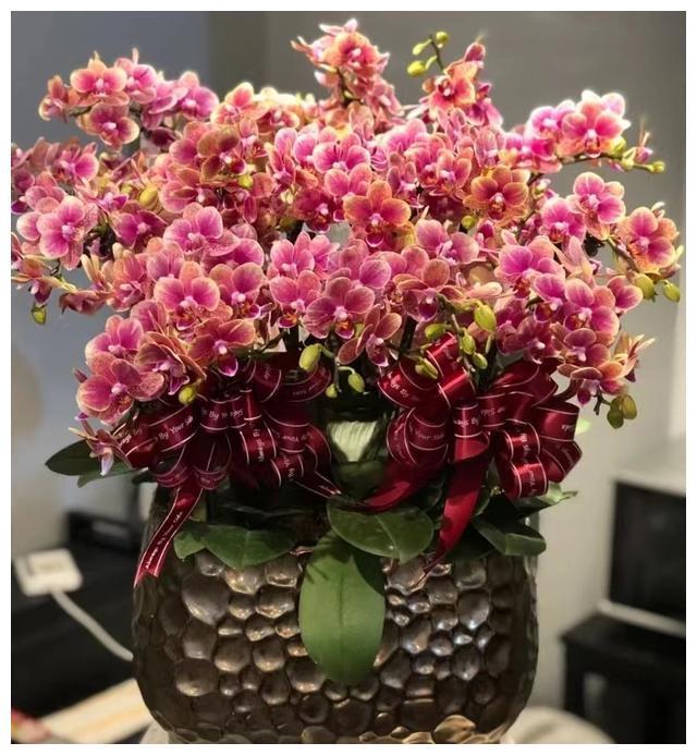 5种“富贵花”秋天开始养正好春节开花放在客厅漂亮又吉利FB体育 FB体育平台(图1)