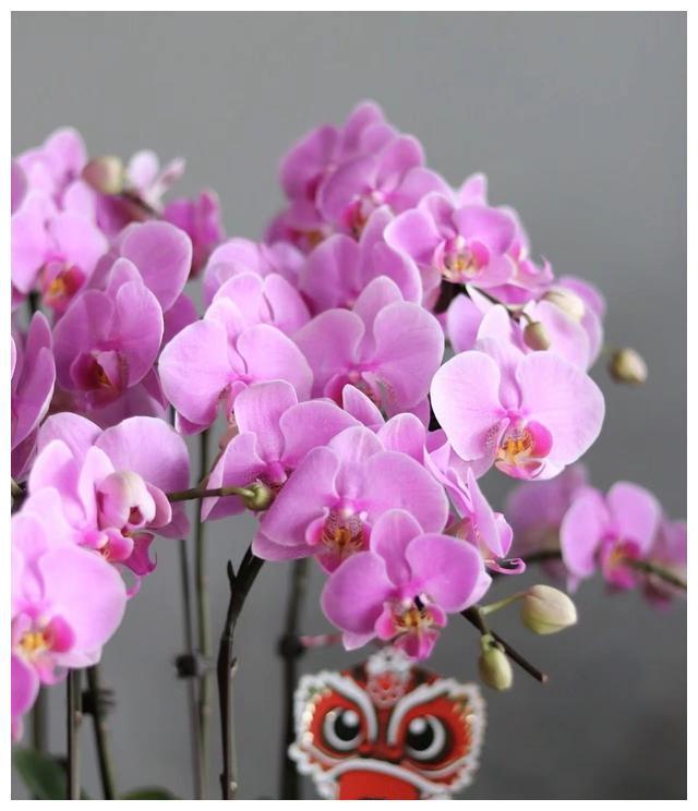 5种“富贵花”秋天开始养正好春节开花放在客厅漂亮又吉利FB体育 FB体育平台(图4)