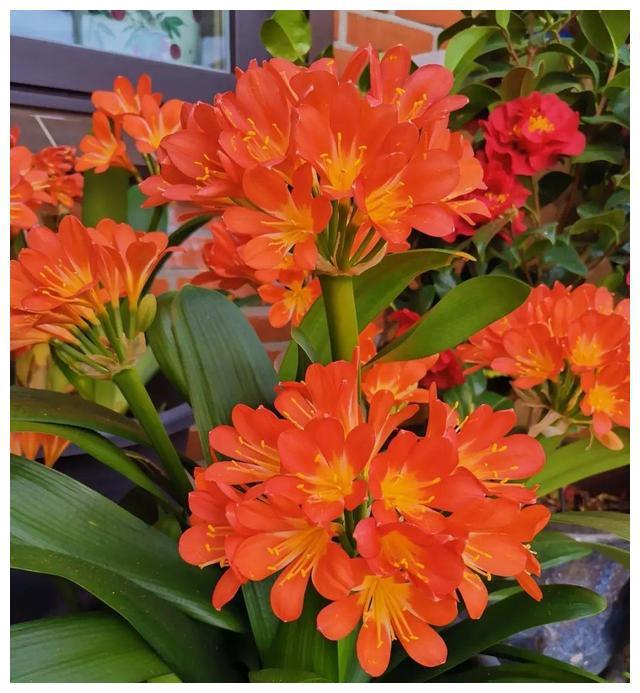 5种“富贵花”秋天开始养正好春节开花放在客厅漂亮又吉利FB体育 FB体育平台(图3)
