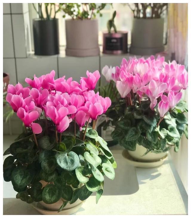 5种“富贵花”秋天开始养正好春节开花放在客厅漂亮又吉利FB体育 FB体育平台(图9)
