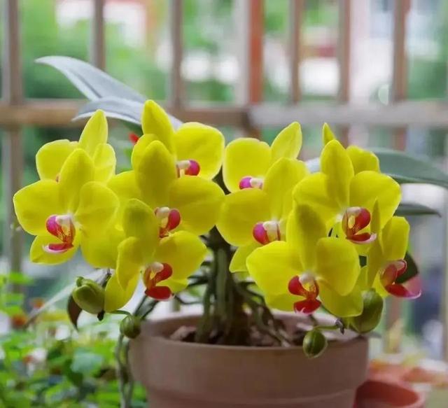 十月养4种花春节开花喜气洋洋富贵吉祥FB体育 FB体育平台(图3)