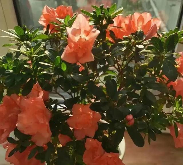 十月养4种花春节开花喜气洋洋富贵吉祥FB体育 FB体育平台(图1)