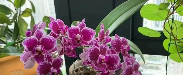 十月养4种花春节开花喜气洋洋富贵吉祥FB体育 FB体育平台(图2)