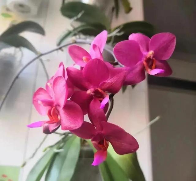 十月养4种花春节开花喜气洋洋富贵吉祥FB体育 FB体育平台(图4)