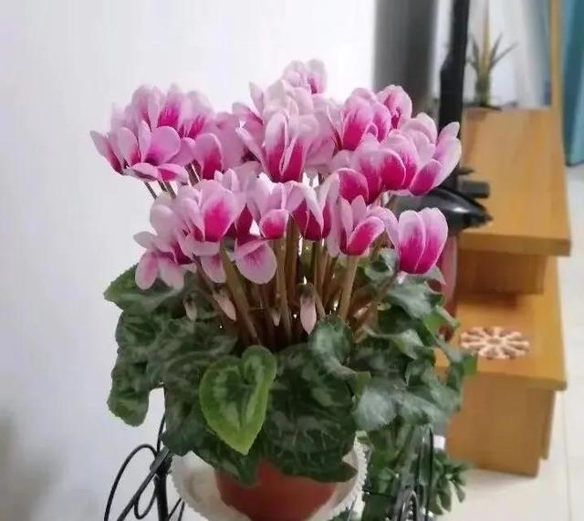 十月养4种花春节开花喜气洋洋富贵吉祥FB体育 FB体育平台(图6)