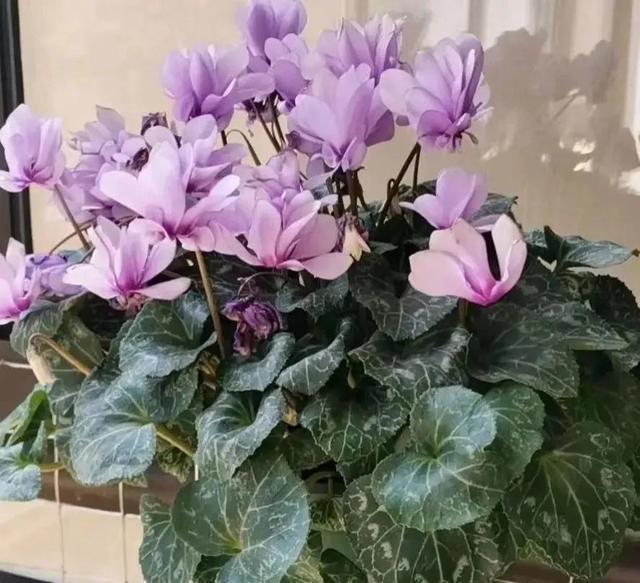 十月养4种花春节开花喜气洋洋富贵吉祥FB体育 FB体育平台(图5)