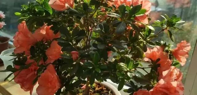 十月养4种花春节开花喜气洋洋富贵吉祥FB体育 FB体育平台(图8)
