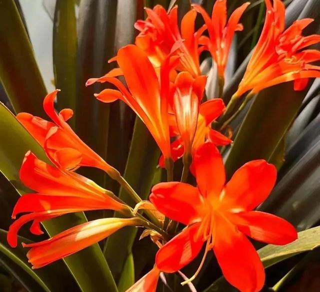 十月养4种花春节开花喜气洋洋富贵吉祥FB体育 FB体育平台(图9)