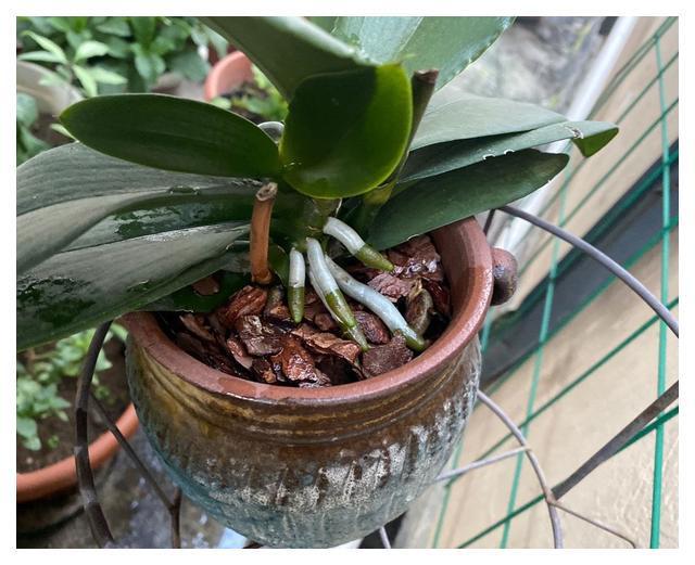 FB体育 FB体育平台十月养4种“漂亮花”一直开花到春节每天花不断好看又吉利(图4)