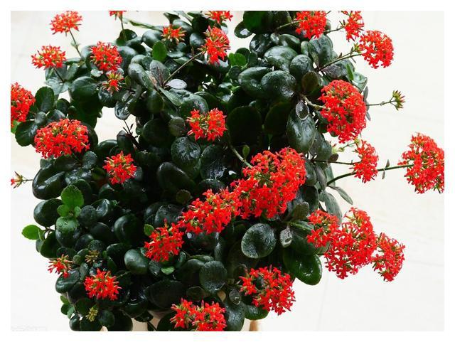 FB体育 FB体育平台秋分后养3种“吉祥花”花期长又好养春节还能做“年宵花”(图2)