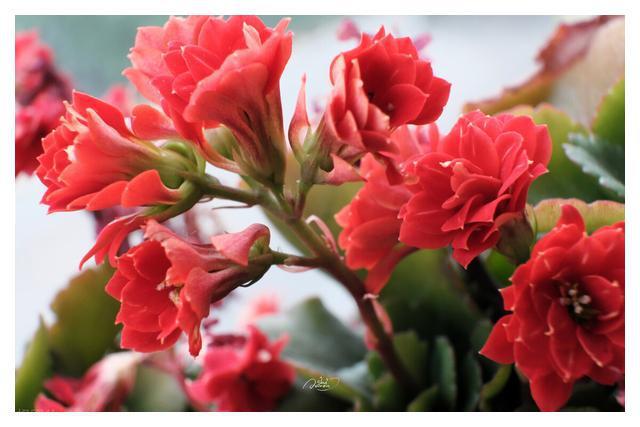 FB体育 FB体育平台秋分后养3种“吉祥花”花期长又好养春节还能做“年宵花”(图3)
