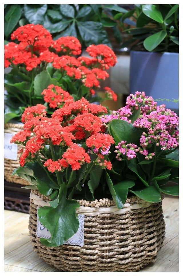 FB体育 FB体育平台秋分后养3种“吉祥花”花期长又好养春节还能做“年宵花”(图4)