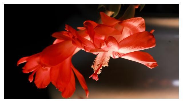 FB体育 FB体育平台秋分后养3种“吉祥花”花期长又好养春节还能做“年宵花”(图5)