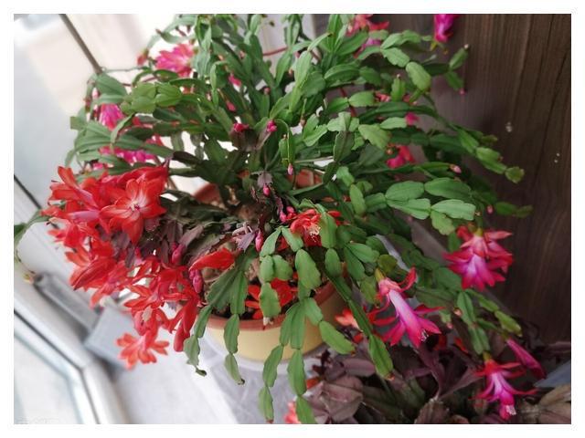 FB体育 FB体育平台秋分后养3种“吉祥花”花期长又好养春节还能做“年宵花”(图6)