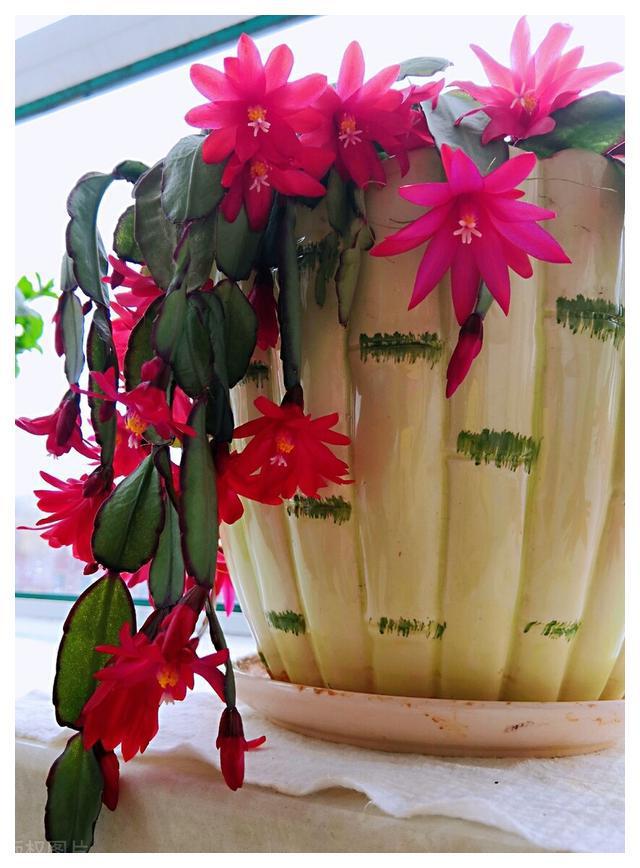 FB体育 FB体育平台秋分后养3种“吉祥花”花期长又好养春节还能做“年宵花”(图7)