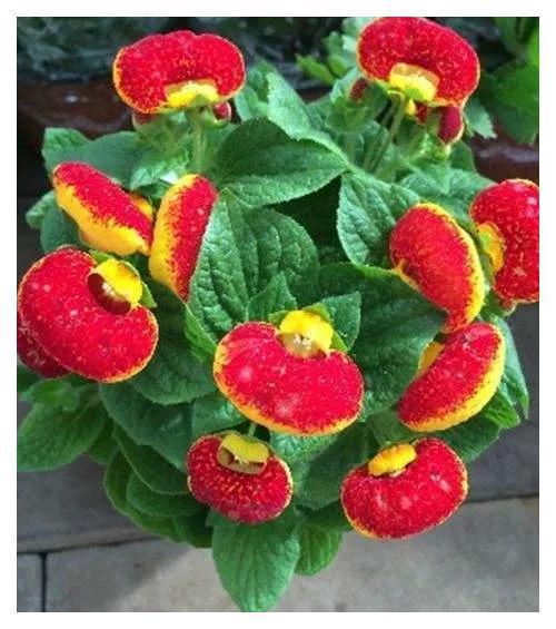 FB体育 FB体育平台秋分后养3种“吉祥花”花期长又好养春节还能做“年宵花”(图9)