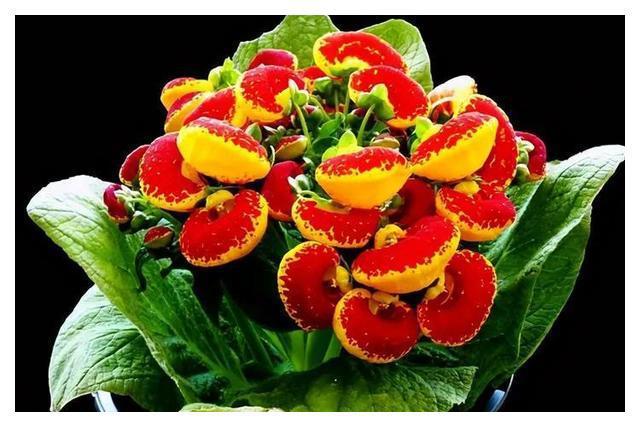 FB体育 FB体育平台秋分后养3种“吉祥花”花期长又好养春节还能做“年宵花”(图8)