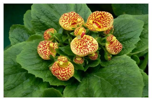FB体育 FB体育平台秋分后养3种“吉祥花”花期长又好养春节还能做“年宵花”(图10)