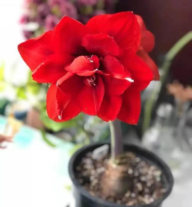 用来做年花的对对红提前开花了如何能让它保持在春节期间开放？FB体育 FB体育平台(图5)