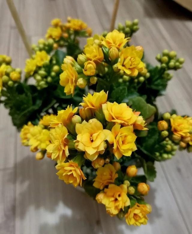 刚买回来的长寿花该怎么养能让它恰好在春节期间开放FB体育 FB体育平台？(图1)