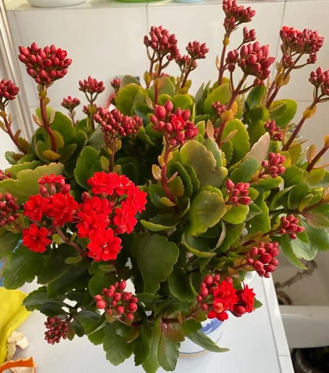 刚买回来的长寿花该怎么养能让它恰好在春节期间开放FB体育 FB体育平台？(图2)