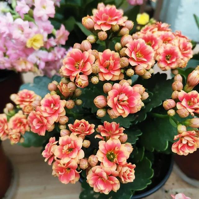 刚买回来的长寿花该怎么养能让它恰好在春节期间开放FB体育 FB体育平台？(图3)