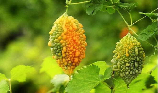 FB体育 FB体育平台马上春节了3种“平安果”可以多吃些寓意步步高升招财进宝(图2)