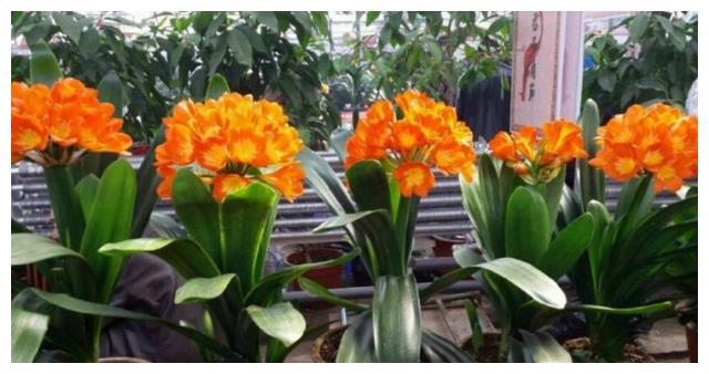照着催花口诀养君子兰植株春节前后开花寓意“富贵年年”FB体育 FB体育平台(图4)
