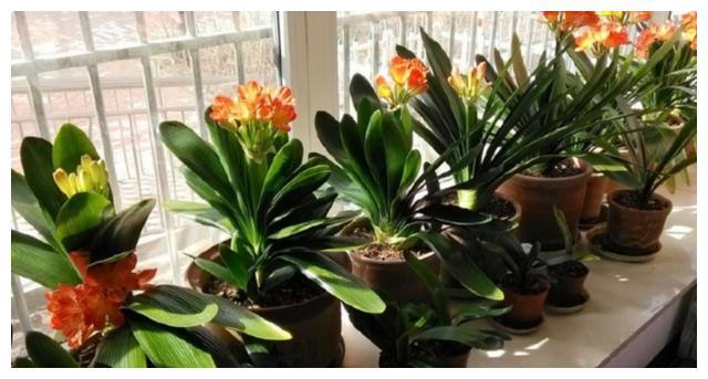 照着催花口诀养君子兰植株春节前后开花寓意“富贵年年”FB体育 FB体育平台(图3)