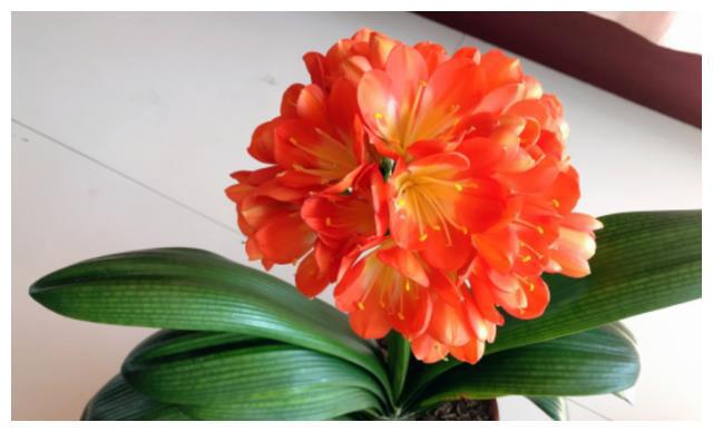 照着催花口诀养君子兰植株春节前后开花寓意“富贵年年”FB体育 FB体育平台(图1)