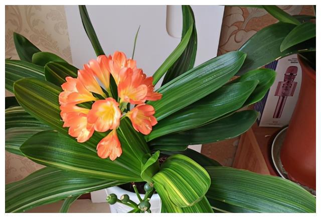 照着催花口诀养君子兰植株春节前后开花寓意“富贵年年”FB体育 FB体育平台(图2)