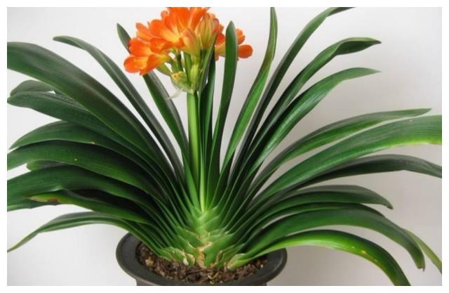 照着催花口诀养君子兰植株春节前后开花寓意“富贵年年”FB体育 FB体育平台(图5)