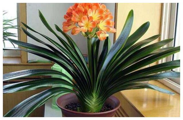 照着催花口诀养君子兰植株春节前后开花寓意“富贵年年”FB体育 FB体育平台(图6)