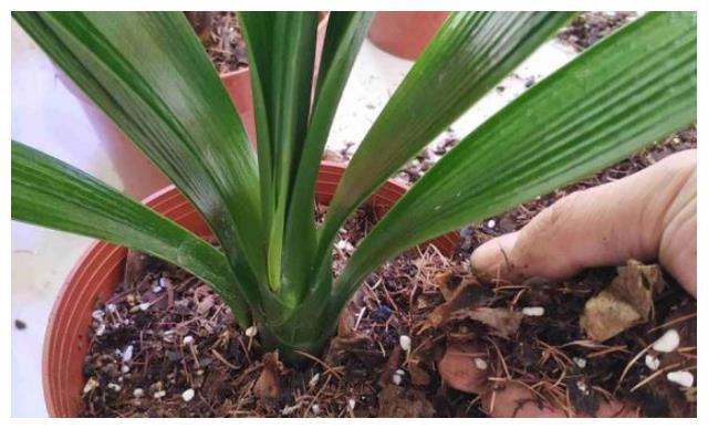照着催花口诀养君子兰植株春节前后开花寓意“富贵年年”FB体育 FB体育平台(图7)