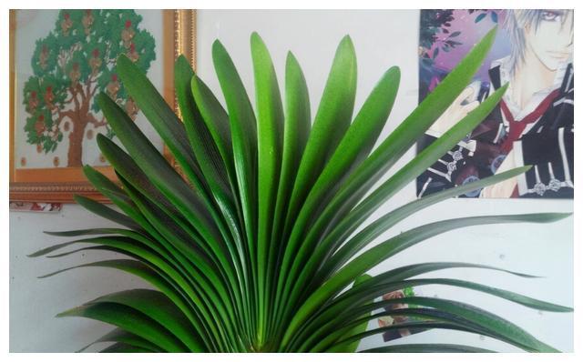 照着催花口诀养君子兰植株春节前后开花寓意“富贵年年”FB体育 FB体育平台(图9)