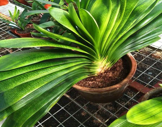 照着催花口诀养君子兰植株春节前后开花寓意“富贵年年”FB体育 FB体育平台(图8)