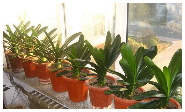 照着催花口诀养君子兰植株春节前后开花寓意“富贵年年”FB体育 FB体育平台(图10)
