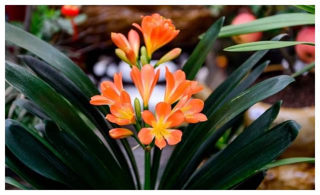 照着催花口诀养君子兰植株春节前后开花寓意“富贵年年”FB体育 FB体育平台(图11)