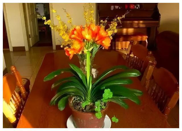 君子兰“催花”有口诀照着养春节长出“FB体育 FB体育平台富贵花”(图2)