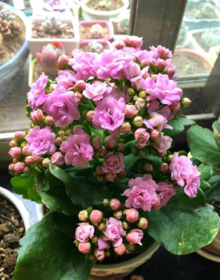 5种高档年宵花现在养一盆正当时春节前后有花赏吉祥又喜庆FB体育 FB体育平台(图2)