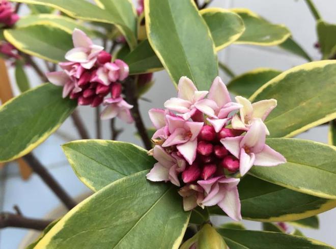 5种高档年宵花现在养一盆正当时春节前后有花赏吉祥又喜庆FB体育 FB体育平台(图3)