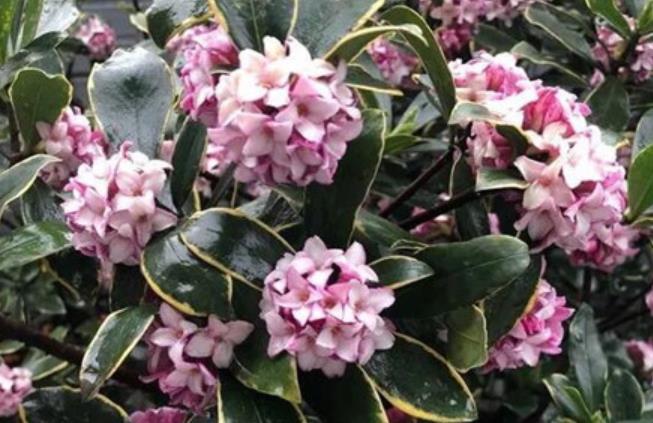 5种高档年宵花现在养一盆正当时春节前后有花赏吉祥又喜庆FB体育 FB体育平台(图4)